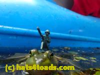 /home//u458753944/public_html/sourcegallery//////Frogs/Bullfrogs 2016-08 Ontario/P8081411.JPG